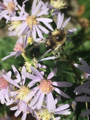 Bombus impatiens