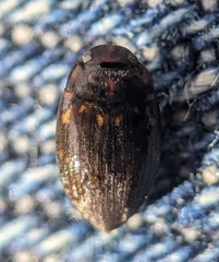 Leconectes striatellus