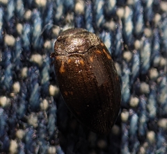 Leconectes striatellus