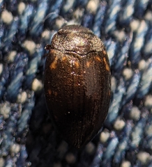 Leconectes striatellus