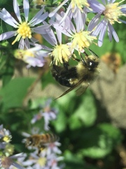 Bombus impatiens