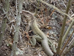 Aspidoscelis motaguae