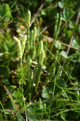 Diphasiastrum alpinum