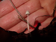 Mycena aciculata