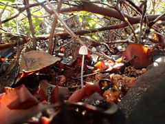 Mycena aciculata