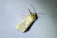 Heliocheilus