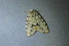 Thallarcha macilenta