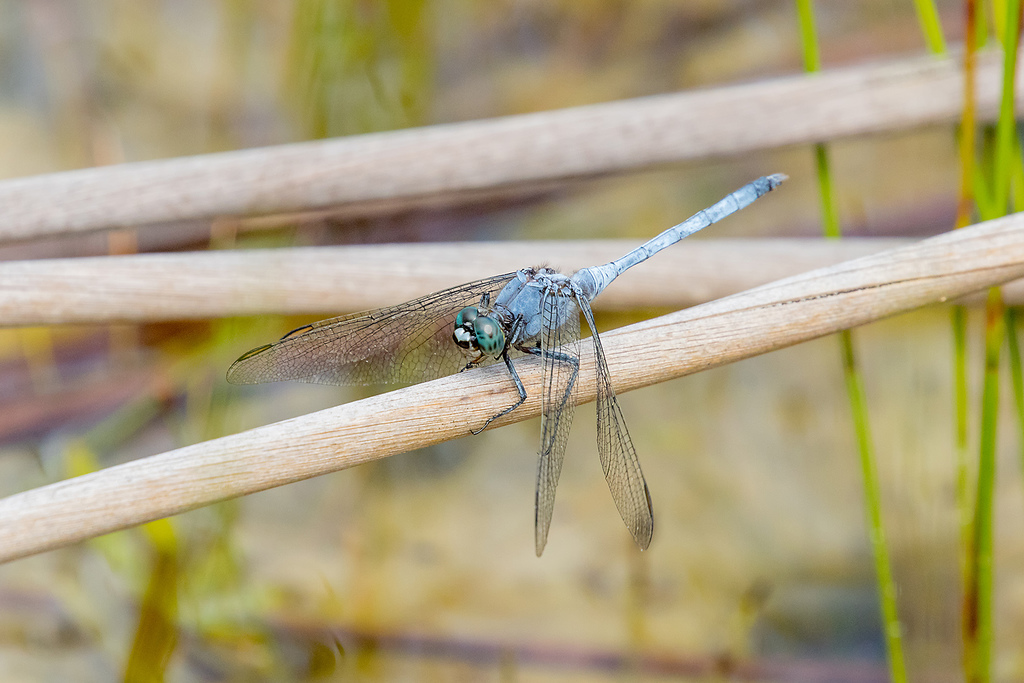 Brownwater Skimmer