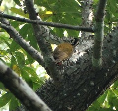 Chloropicus pyrrhogaster