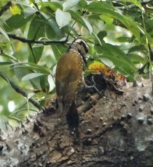 Chloropicus pyrrhogaster