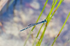 Austrolestes minjerriba