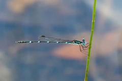 Austrolestes minjerriba