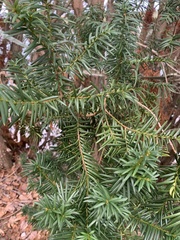 Taxus canadensis