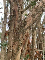 Taxus canadensis