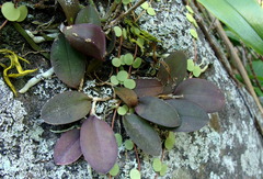 Meiracyllium trinasutum, photograph (c) Alexis López Hernández, some rights reserved (CC BY)