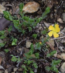 Hypericum brevistylum