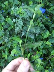 Commelina communis