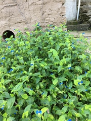 Commelina communis