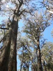 Eucalyptus denticulata
