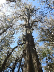 Eucalyptus denticulata