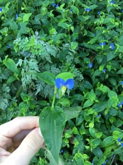 Commelina communis