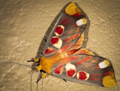 Hypsidia erythropsalis