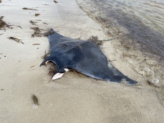 Mobula hypostoma