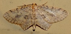 Poecilasthena scoliota