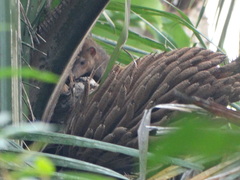 Crossarchus platycephalus