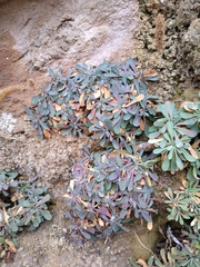 Petrophytum caespitosum caespitosum