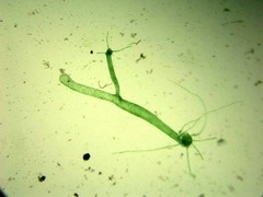 Hydra viridissima
