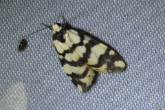 Thallarcha trissomochla