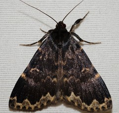 Mormoscopa sordescens