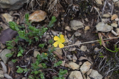 Hypericum brevistylum