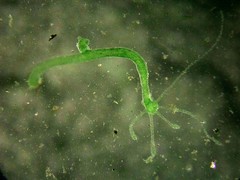Hydra viridissima