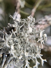 Ramalina dilacerata
