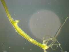 Hydra viridissima