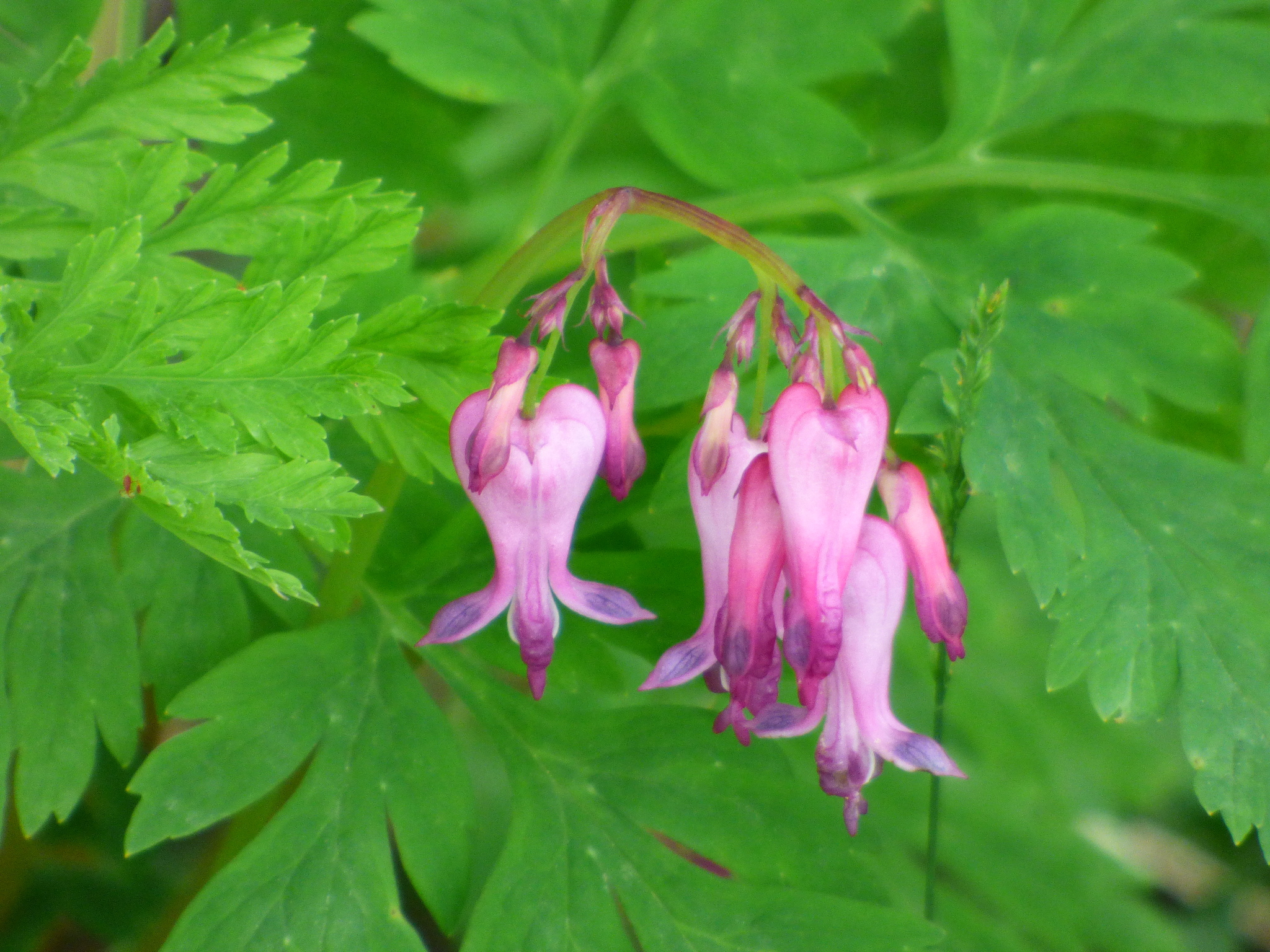Dicentra eximia