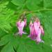 Fringed Bleeding Heart - Photo (c) kbarylski, some rights reserved (CC BY-NC)