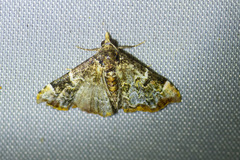 Corgatha sideropasta