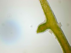 Hydra viridissima