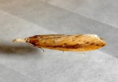 Donacaula sordidellus