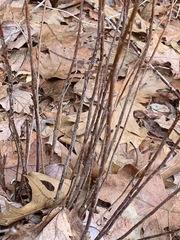 Rubus phoenicolasius