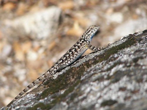 iNaturalist observation photo of Western Fence Lizard