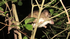 Ototylomys phyllotis