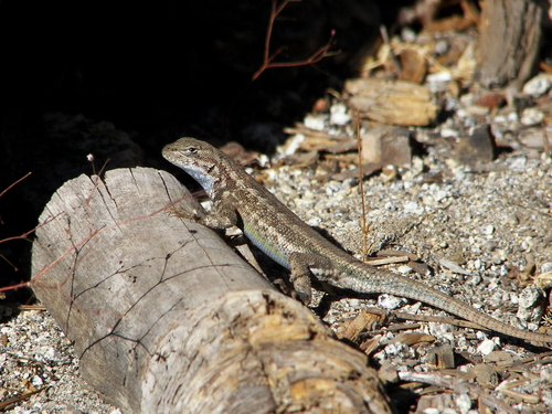 iNaturalist observation photo of Western Sagebrush Lizard