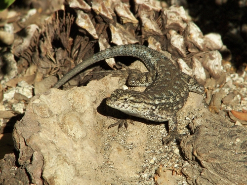 iNaturalist observation photo of Western Fence Lizard