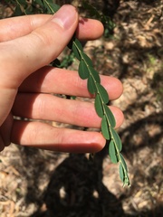 Phyllanthus gunnii