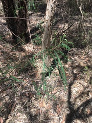Phyllanthus gunnii