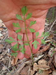 Osmorhiza brachypoda